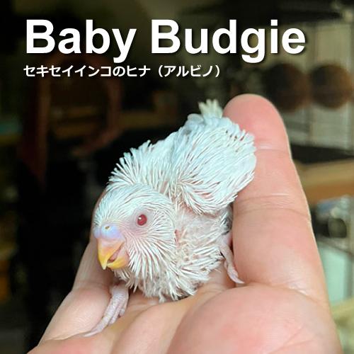 セキセイインコのヒナ