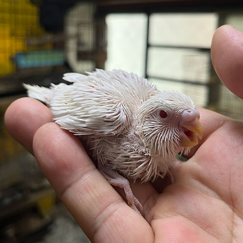 セキセイインコのヒナ