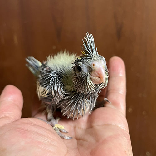 セキセイインコのヒナ