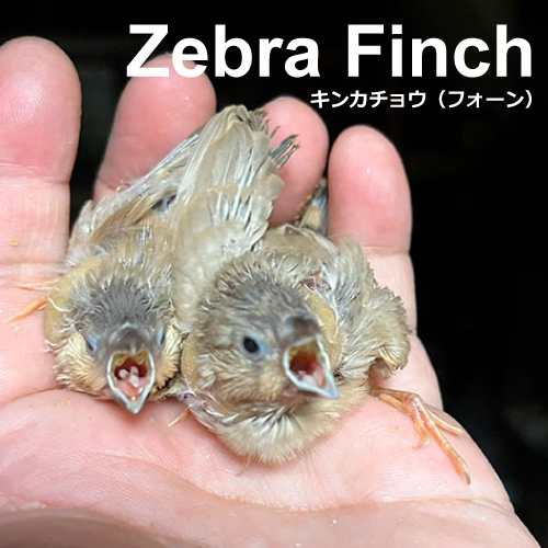 キンカチョウのヒナ