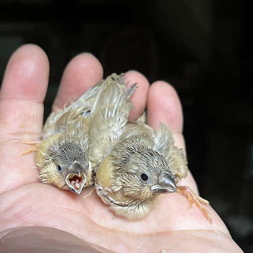 キンカチョウのヒナ