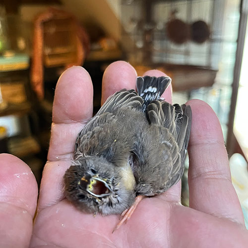 キンカチョウのヒナ