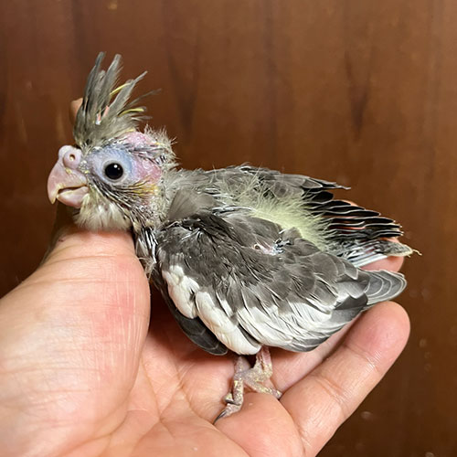オカメインコのヒナ