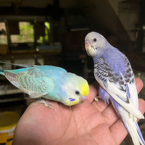 インコのヒナ