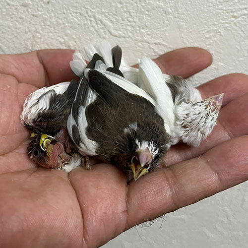 十姉妹のヒナ