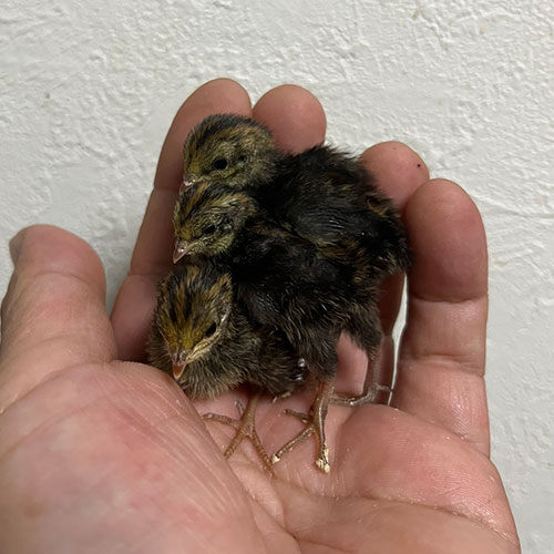 ヒメウズラのヒナ