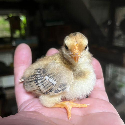 ウズラのヒナ