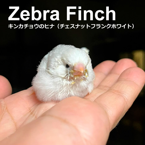 キンカチョウのヒナ