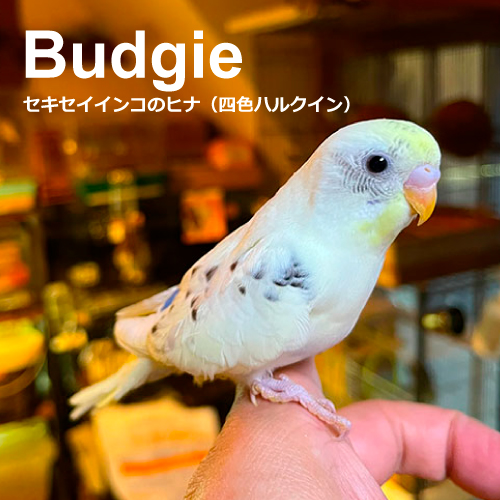 セキセイインコのヒナ