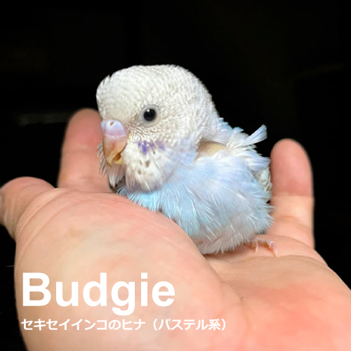 セキセイインコのヒナ