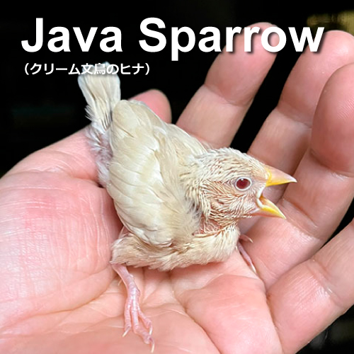 文鳥のヒナ
