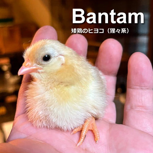 チャボのヒヨコ