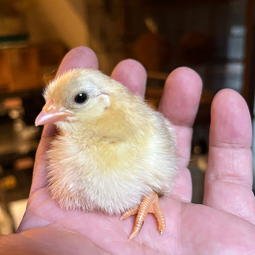 チャボのヒヨコ