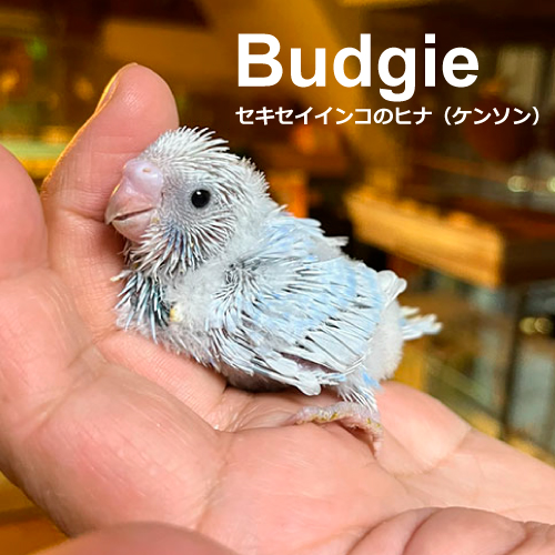 インコのヒナ