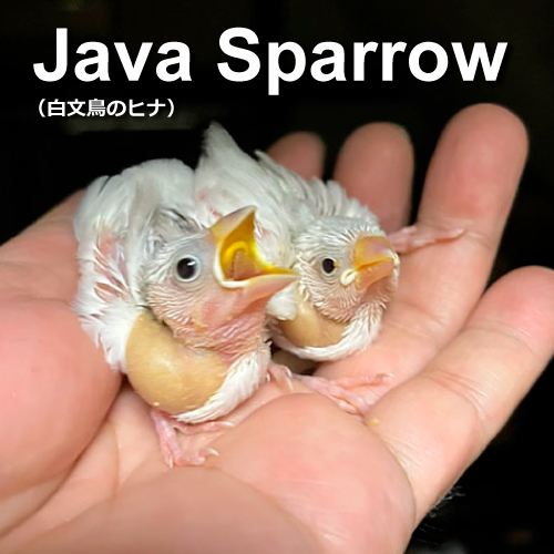 文鳥のヒナ