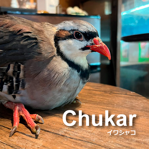 イワシャコ