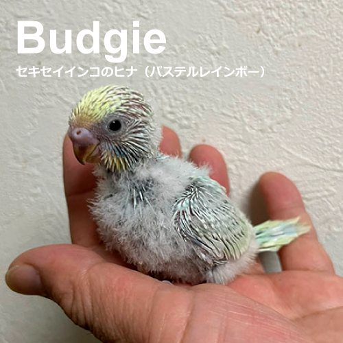 セキセイインコのヒナ