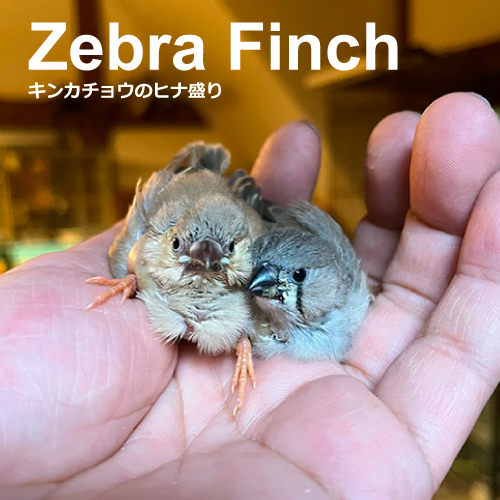 キンカチョウのヒナ