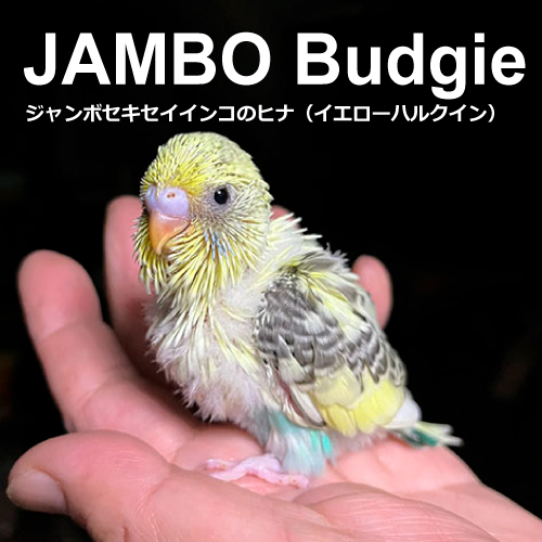 セキセイインコのヒナ