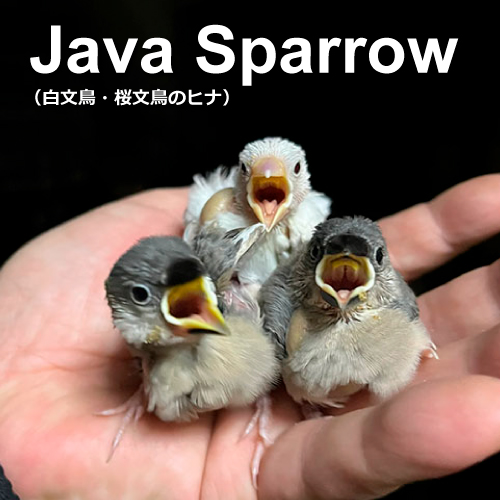 文鳥のヒナ