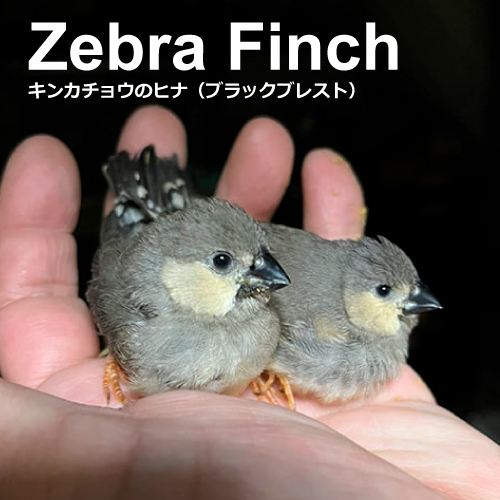 キンカチョウのヒナ