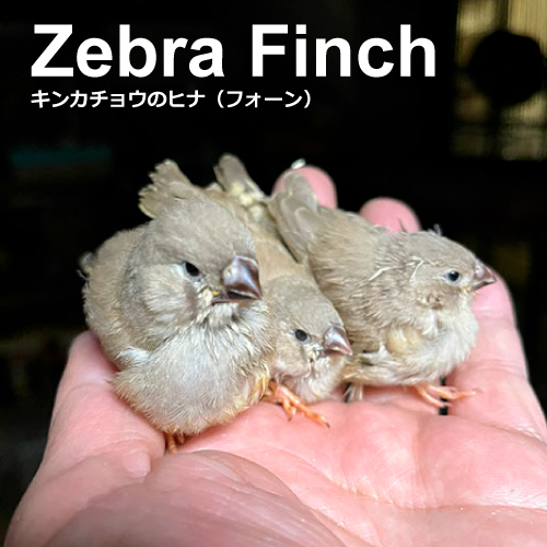 キンカチョウのヒナ