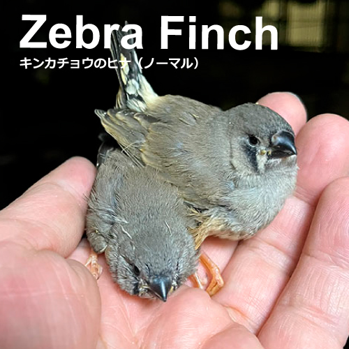 キンカチョウのヒナ