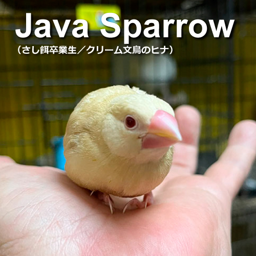 文鳥のヒナ