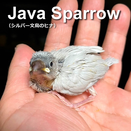 文鳥のヒナ