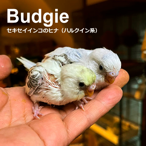 セキセイインコのヒナ