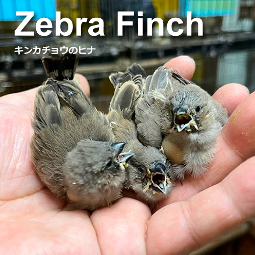 キンカチョウのヒナ