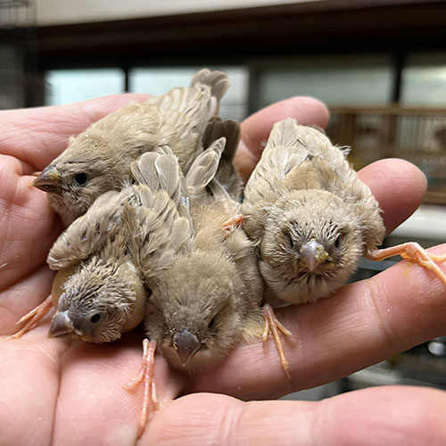 キンカチョウのヒナ