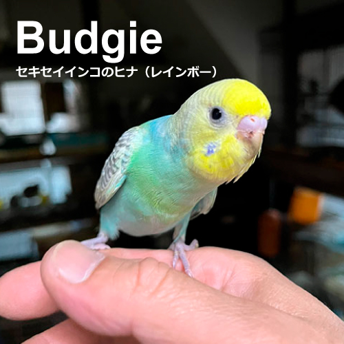 セキセイインコのヒナ