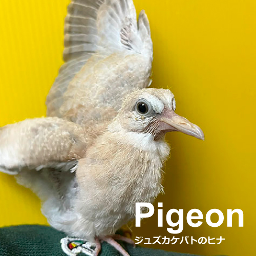 鳩のヒナ