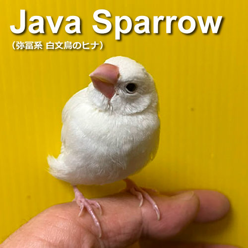 文鳥のヒナ