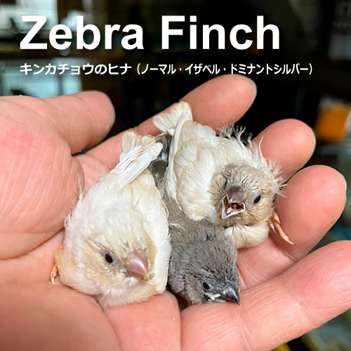 キンカチョウのヒナ