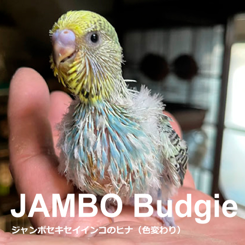 セキセイインコのヒナ