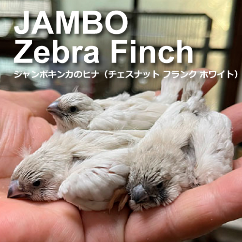 キンカチョウのヒナ